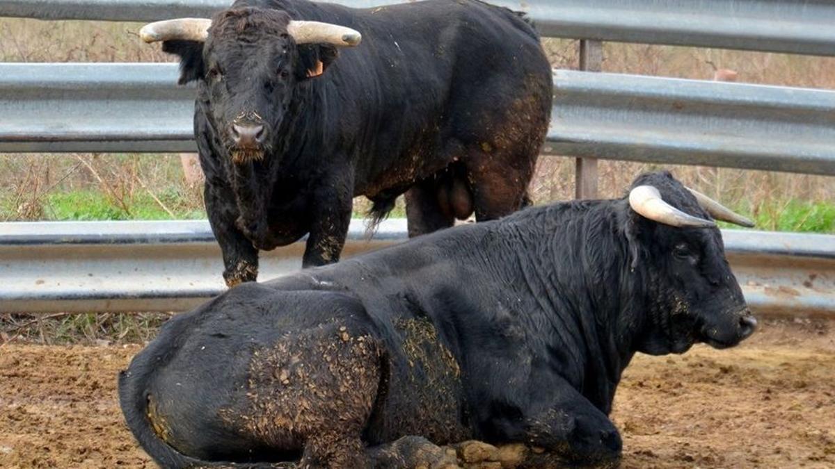 Dos toros en Machancoses.