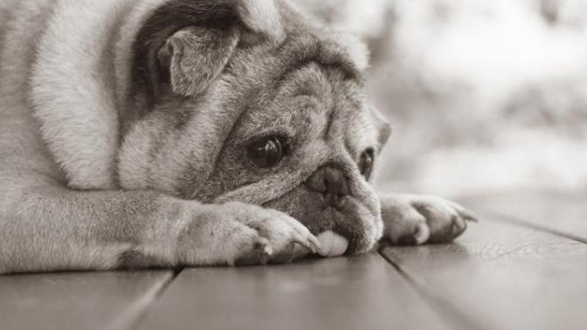 Ells també tenen dret a donar-nos el nostre últim adeu