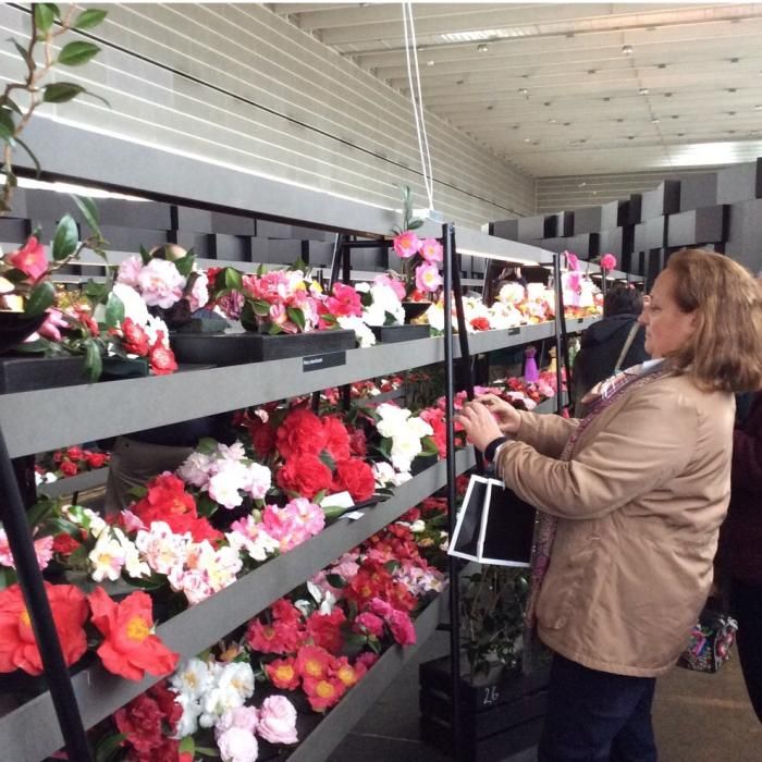 La LII Exposición Internaiconal "Os sentidos da camelia" reúne hoy en en el recinto ferial de Pontevedra medio centenar de expositores dedicados a la camelia, la flor de invierno.