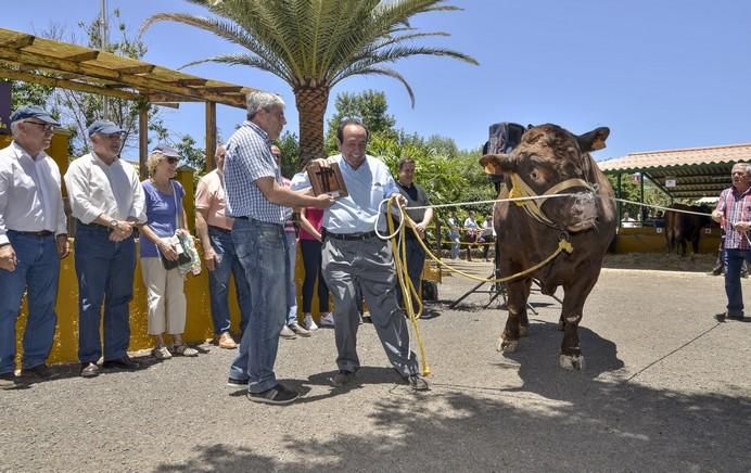 ARUCAS GRAN CANARIA A 28/05/2017 Entrega de premios concurso de ganado del Cabildo de Gran Canaria. FOTO: J.PÉREZ CURBELO