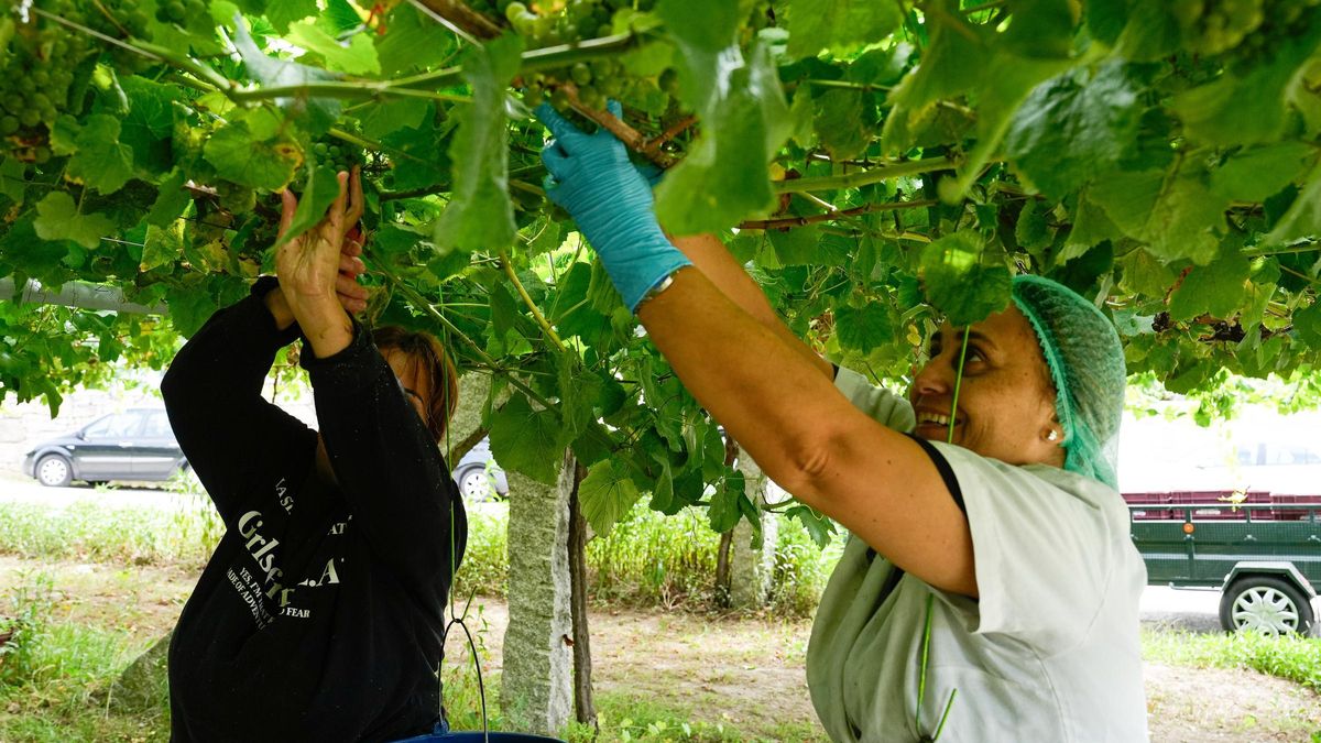 La vendimia en viñedos de Vilariño (Cambados) para la cooperativa Martín Códax.