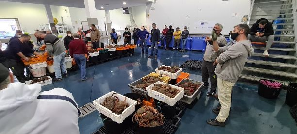 La lonja de O Grove es la más importante de Galicia para el centollo.