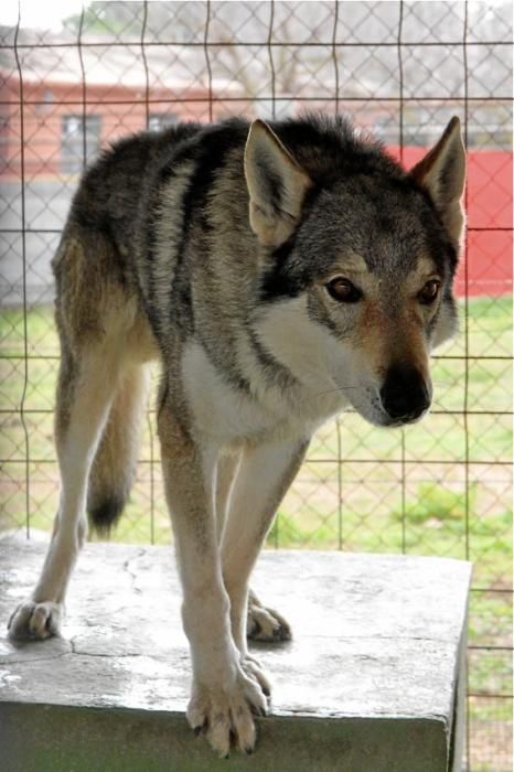 Guillermo Novoa züchtet in Inca im Inselinnern von Mallorca Iberische Wolfshunde. Es ist eine Rasse, die es zuvor nicht gab. Seine Hündin hat gerade zehn Welpen geworfen.