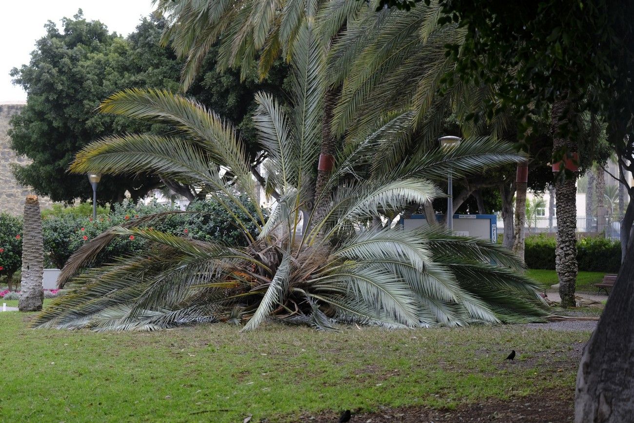 El fuerte viento golpea a una Canarias con calima