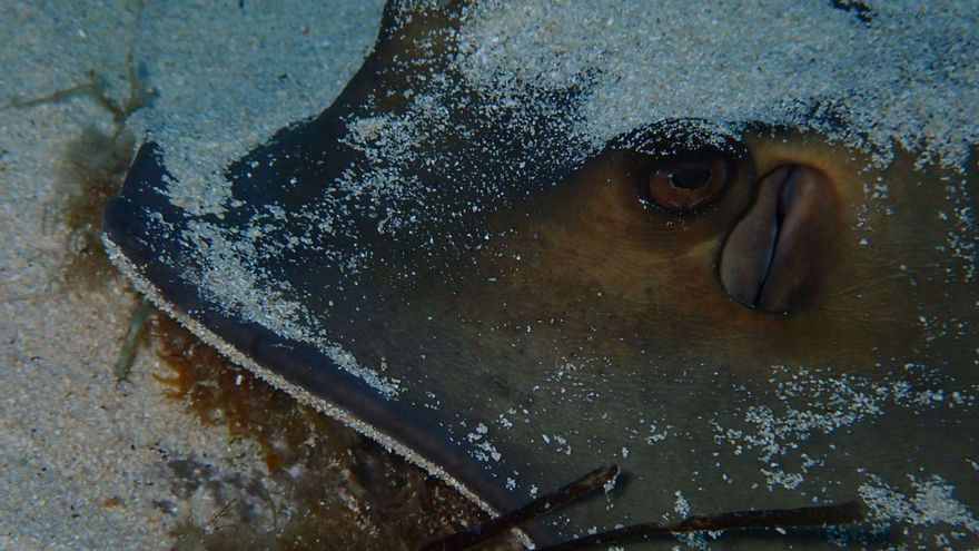Balears estudia proteger los santuarios de tiburones y rayas
