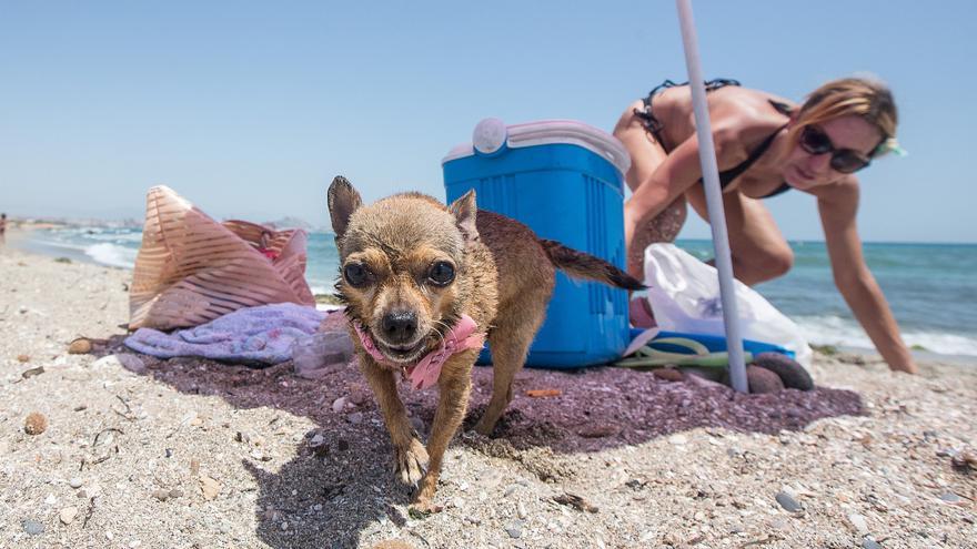 Las playas de la Comunidad Valenciana que admiten perros.