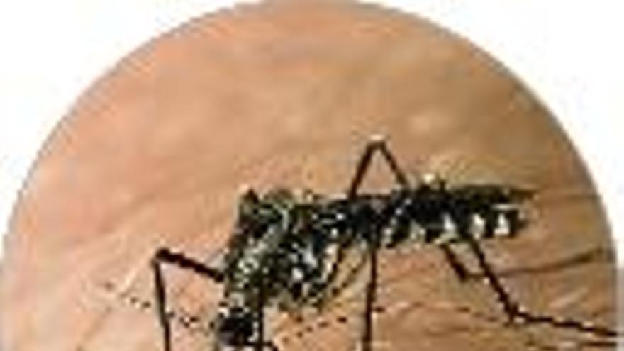 &quot;Aedes Mariae&quot;
És un mosquit més o menys igual que el tigre però sense les anelles. Habita als forats que hi ha a les roques del mar, i està acostumat a viure amb altres concentracions de sal.