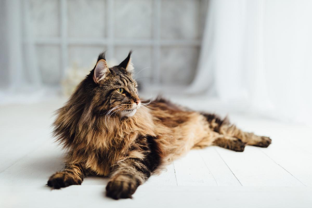 Un ejemplar de Maine Coon.