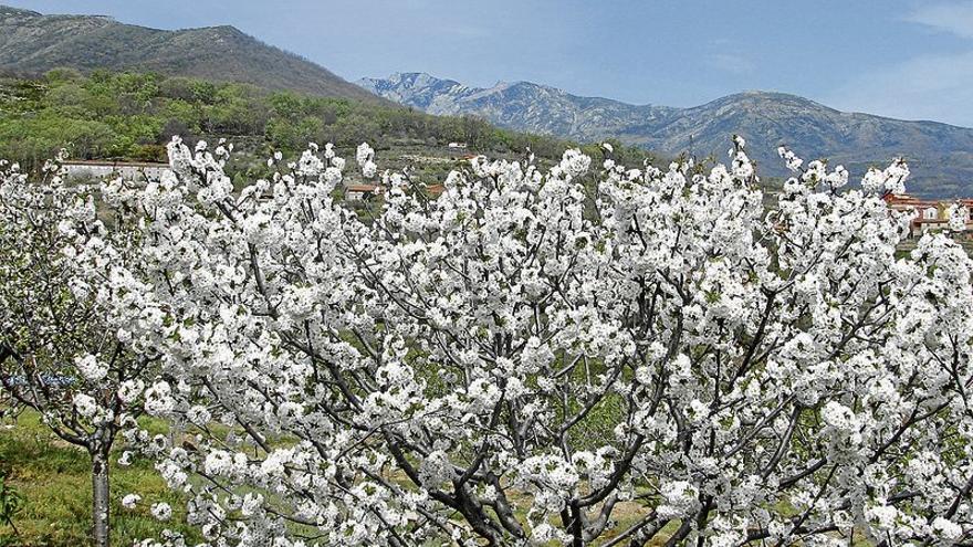 Unos 50.000 visitantes verán la floración del cerezo en el Jerte