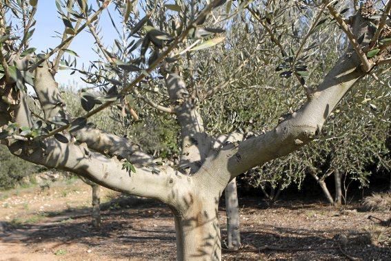 Gartenarchitektin Andi Lechte und Baumexperte Ramón Galmés: Im Februar ist ein Schnitt der "olivos" angesagt. Dies beugt Krankheiten und Schädlingsbefall vor, fördert die Fruchtbildung und erleichtert obendrein die Ernte.