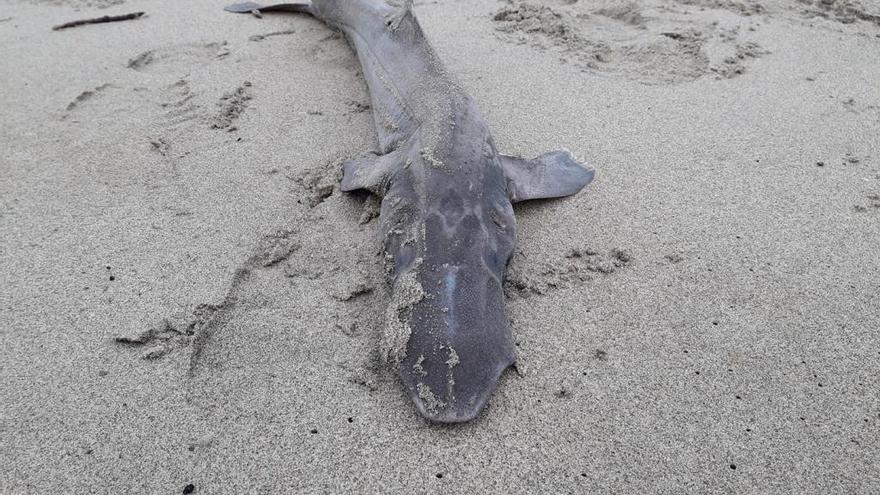 Aparece un tiburón &quot;prehistórico&quot; en la playa de Salinas