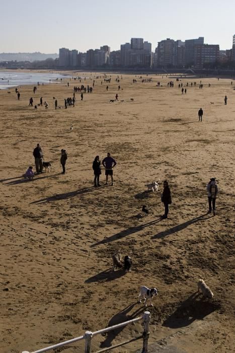 San Silvestre canina en Gijón