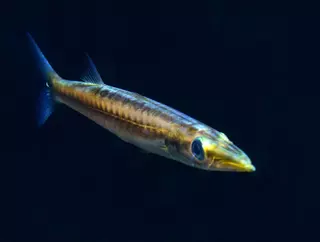 La barracuda al detalle