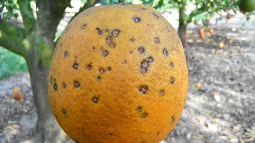 Naranjas afectadas por una plaga de África