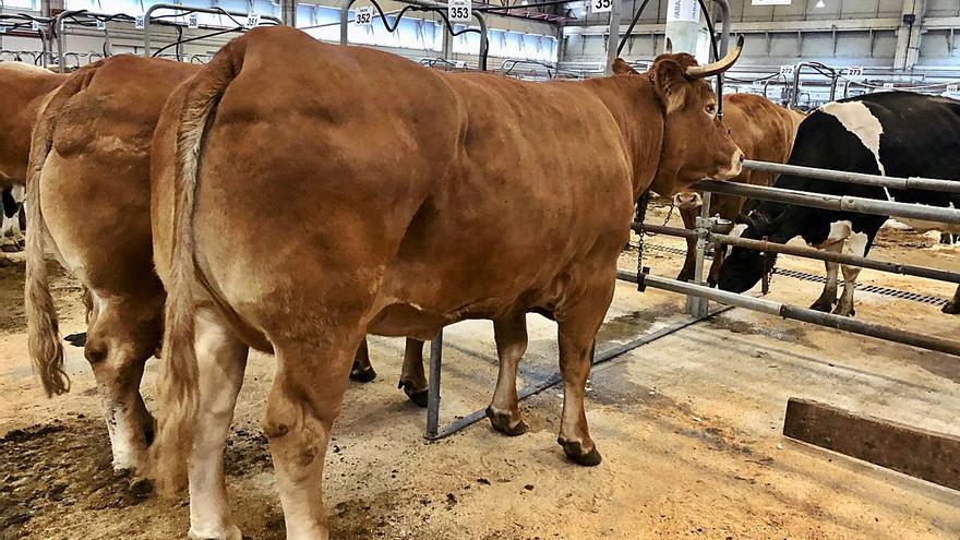 Los dos ejemplares que marcaron,
ayer, el precio más alto pagado por
una vaca en la historia la subasta.