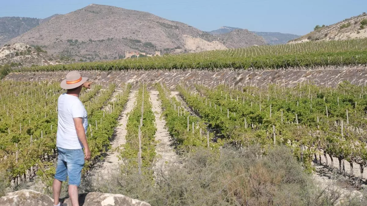 Cultivan alcachofas donde habían viñas en el Medio Vinalopó