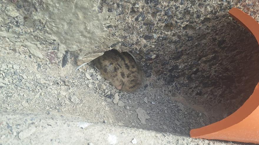 Pequeños nuevos huéspedes en el Puerto de Santa Cruz de Tenerife