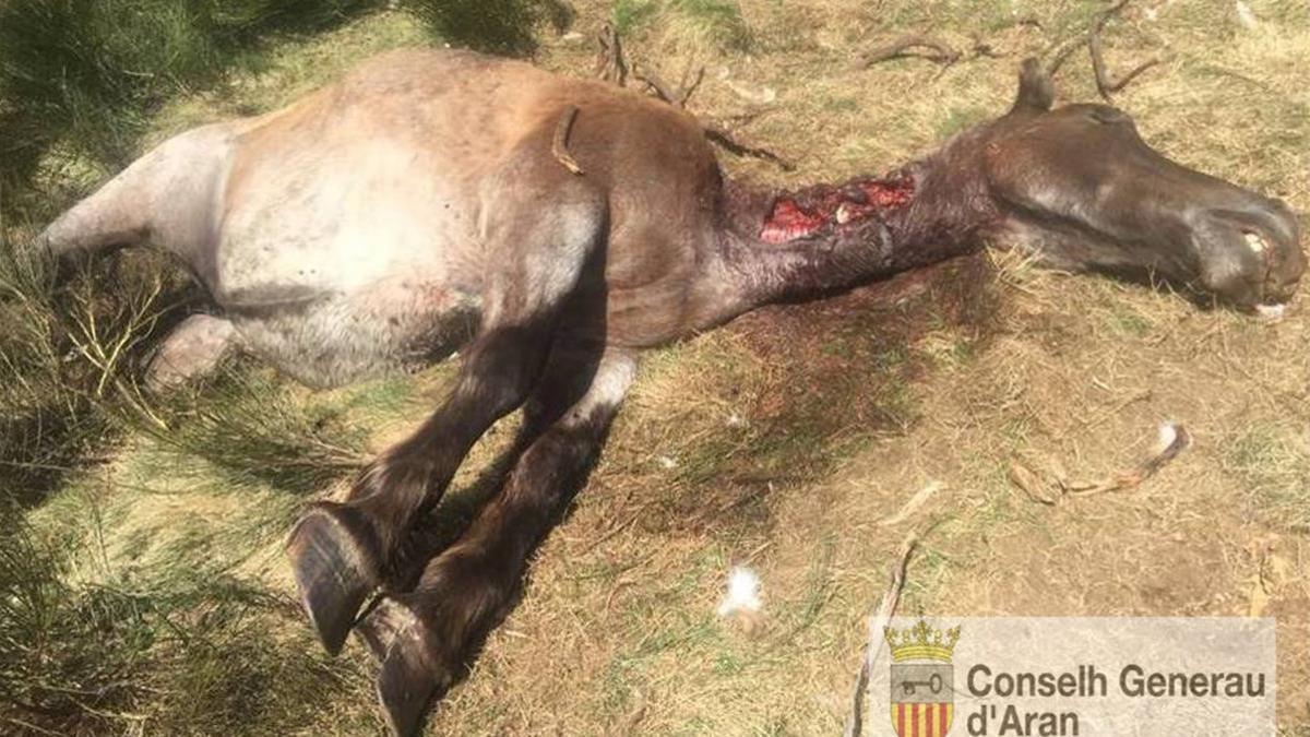 La yegua atacada por el oso Goiat en Bausen.