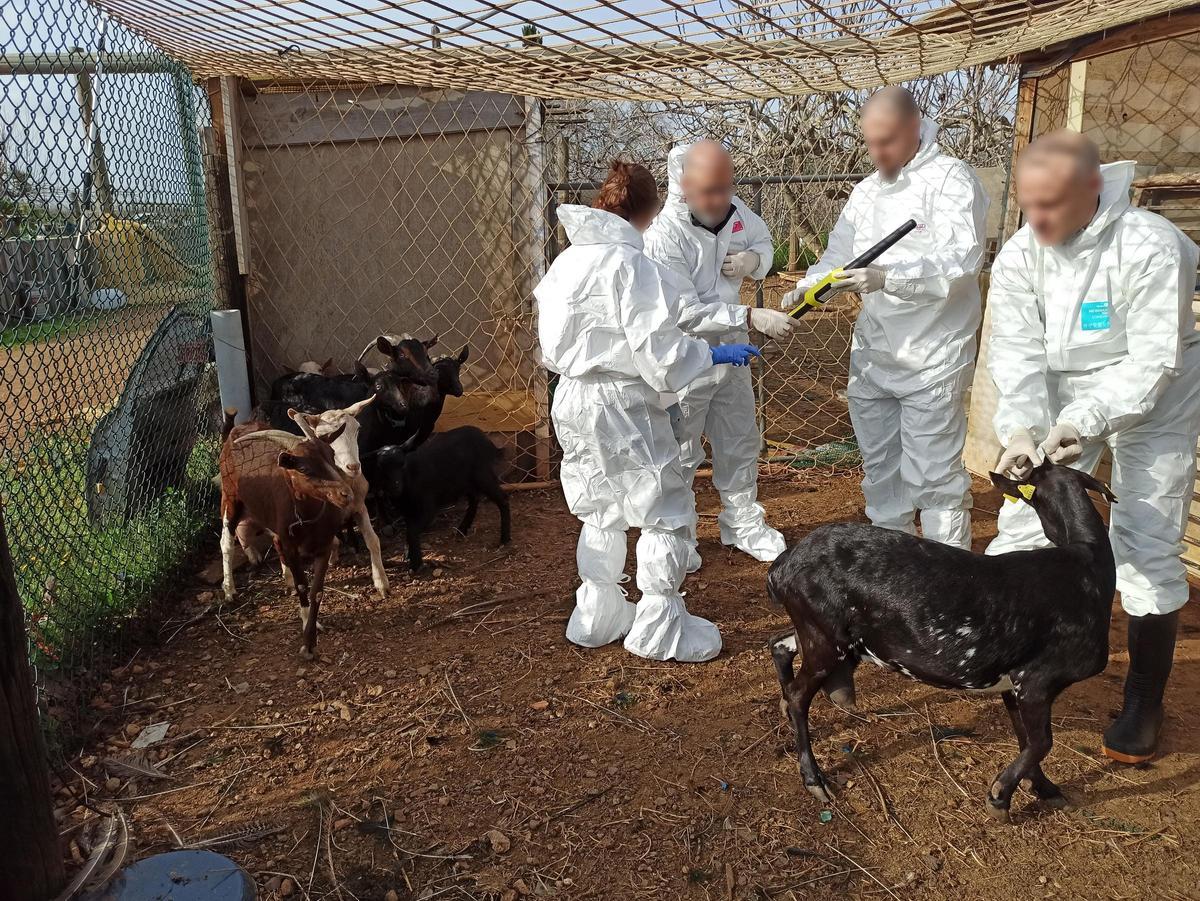 Los Mossos investigando un robo de animales en una explotación ganadera Los Mossos investigando un robo de animales en una explotación ganadera
