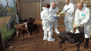 Los Mossos investigando un robo de animales en una explotación ganadera