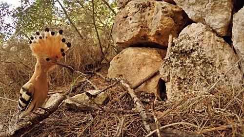 Die Tierwelt der Balearen