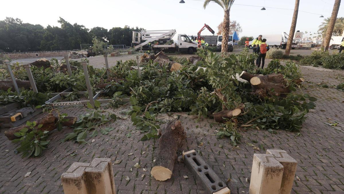 Tala de los bellasombras de la plaza Llorenç Villalonga.