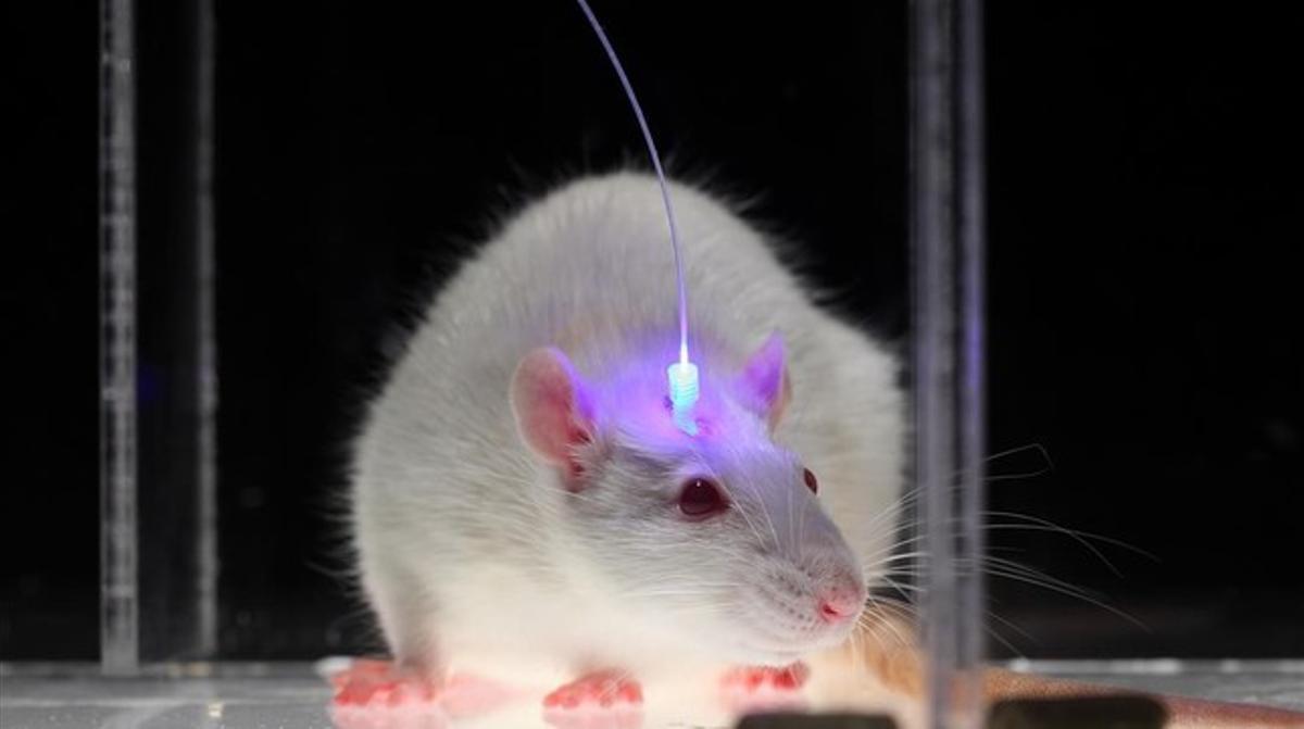 Imagen de un ratón cuyo cerebro está siendo manipulado por medio de la optogenética en el laboratorio de Karl Deisseroth, en la Universidad de Stanford. Imagen de un ratón cuyo cerebro está siendo manipulado por medio de la optogenética en el laboratorio de Karl Deisseroth, en la Universidad de Stanford.