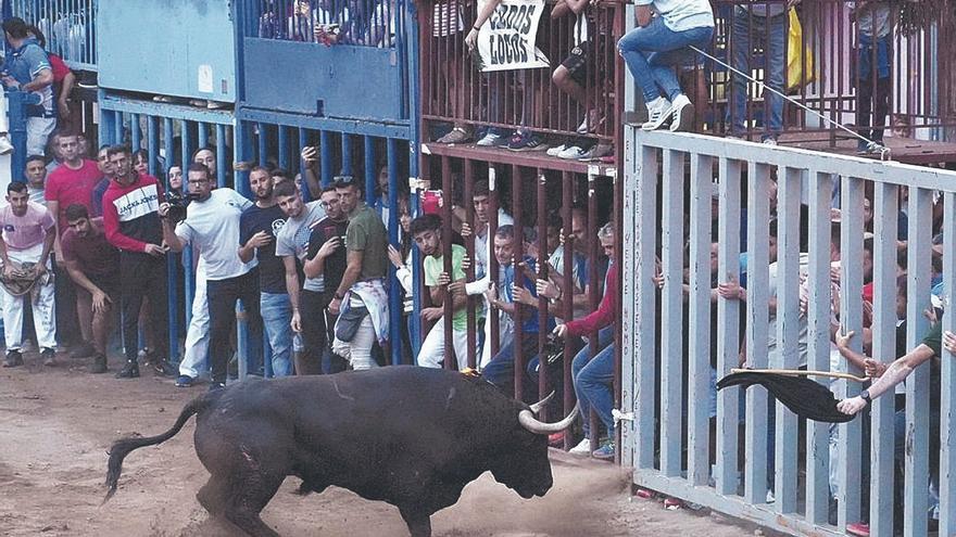 Las peñas taurinas piden que los voluntarios ganen autoridad en los &#039;bous al carrer&#039;