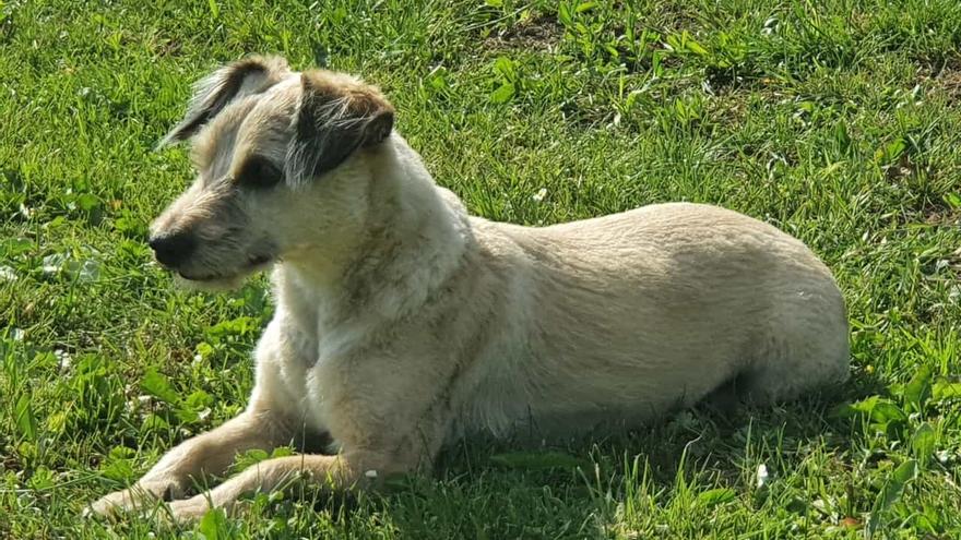 Buscan a Chispi, un perro perdido en Zamora