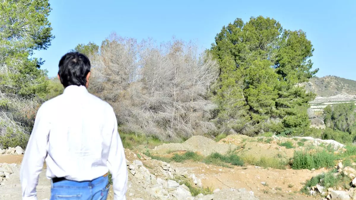 ¿50 millones de pinos muertos por la sequía en la provincia?