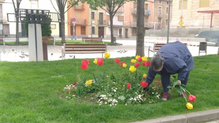 Una dona se&#039;n du els tulipans de la plaça del Rei