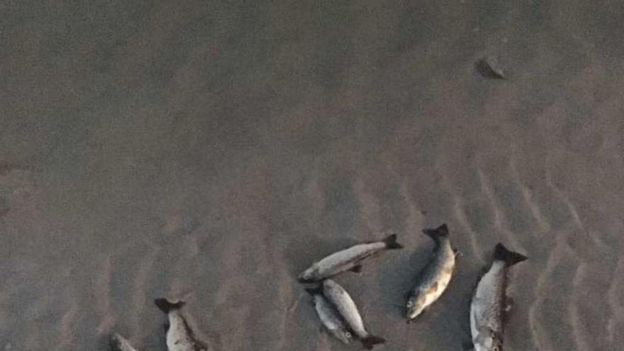 Peces muertos en la desembocadura de la ría de Barrañán.