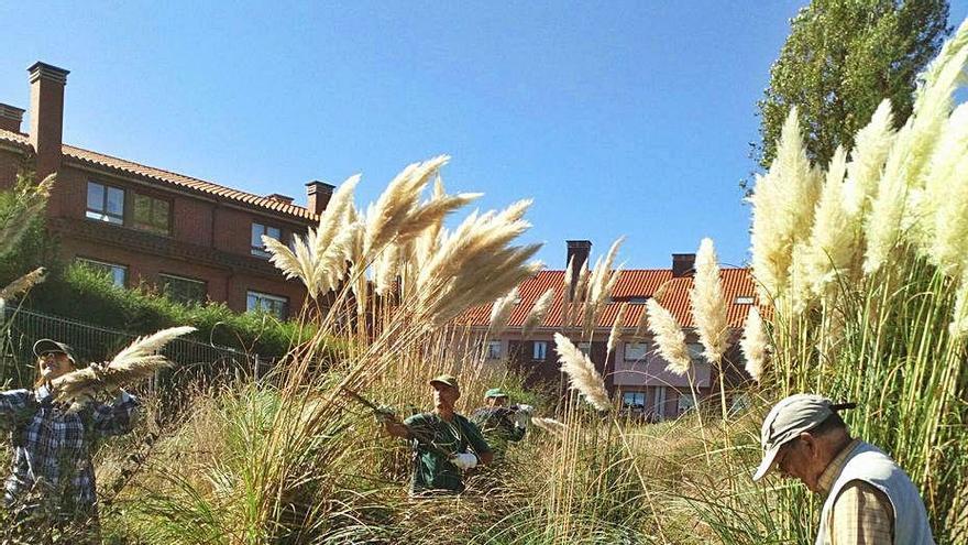 Varios voluntarios trabajan en la retirada de plumeros de la Pampa en La Fresneda (Siero), en las inmediaciones de la urbanización.