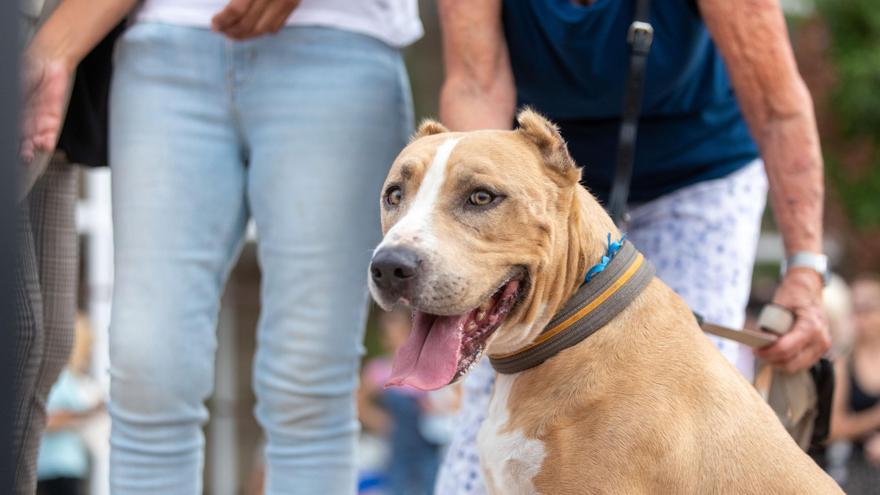 Organizan un desfile de perros en Son Reus el sábado para incentivar su adopción