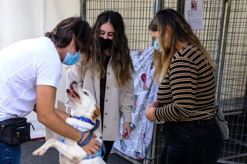 3 ª Feria del Animal de Compañía