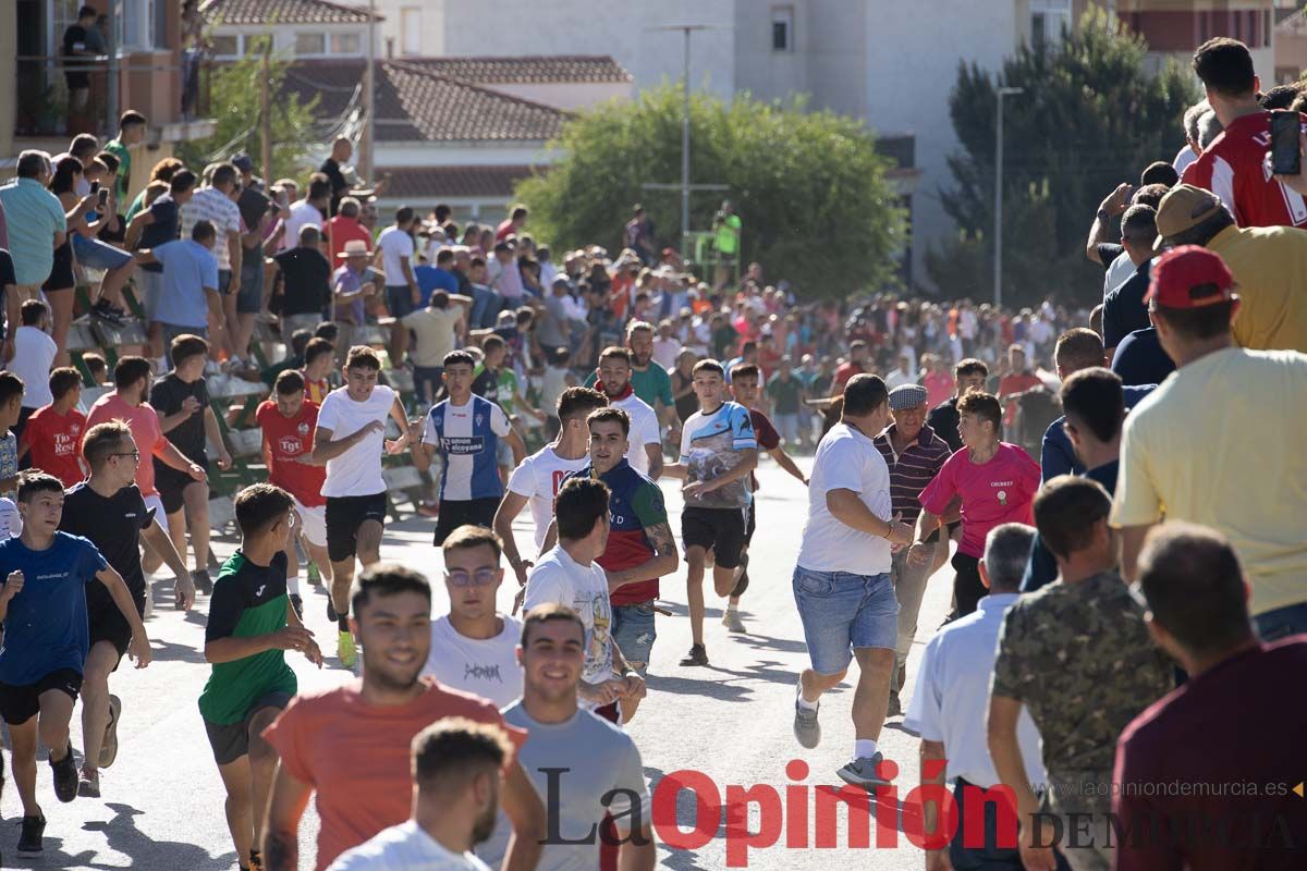 Sexto encierro de la Feria del Arroz de Calasparra