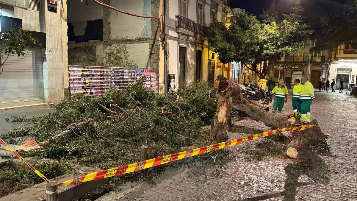 Cae un árbol en la calle San Bernardo