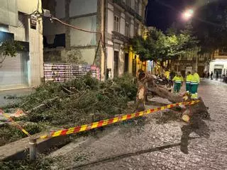 Caída de árboles en Las Palmas de Gran Canaria: el segundo en tres días