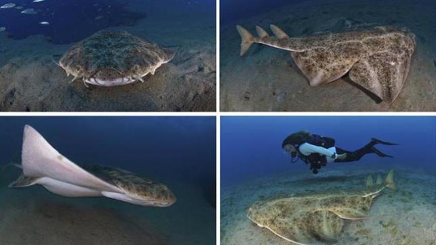 Fotografías facilitadas por el club de buceo Oceanos de Fuego, de un tiburón ángel en Lanzarote.