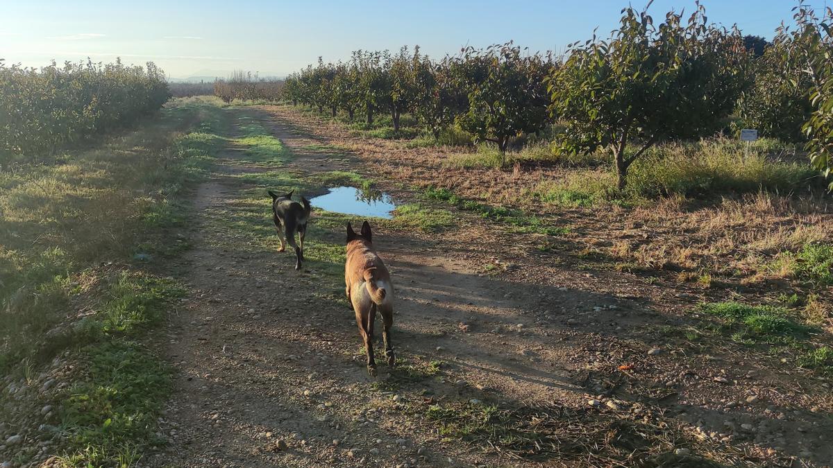 Carlet apuesta por la convivencia con los animales.