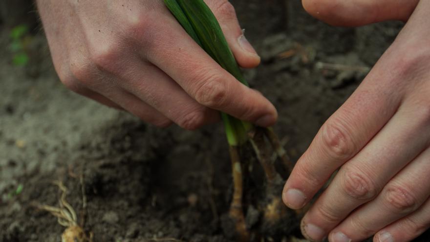 L&#039;Ajuntament de Calonge i Sant Antoni impulsa la creació d&#039;horts socials, ecològics i saludables