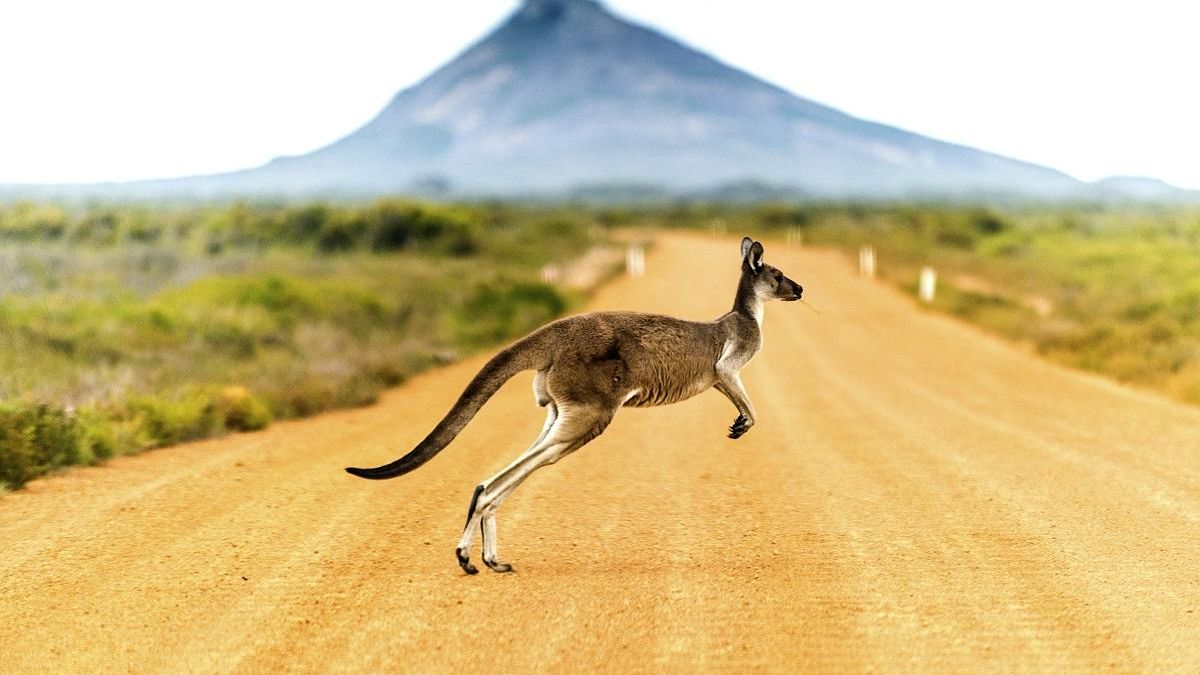 Cómo viajar a Australia a través de dos libros, una película y una serie
