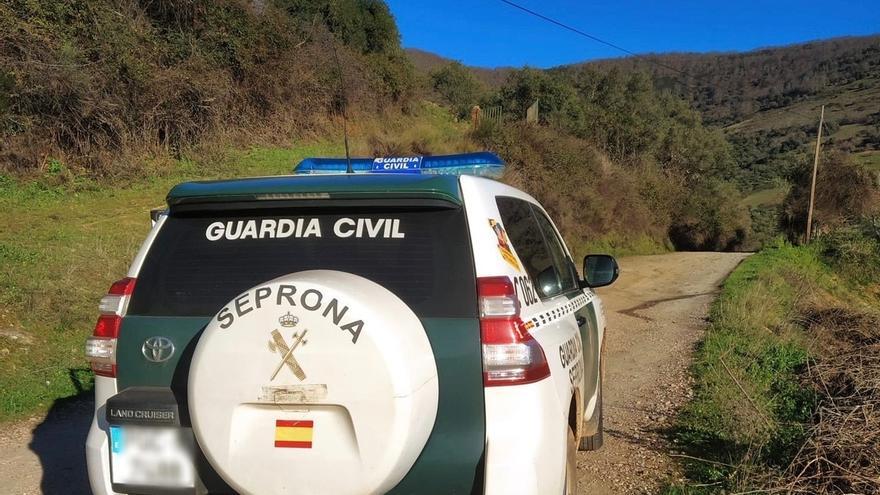 Detenido un cazador furtivo de ciervos y jabalíes en Las Villuercas