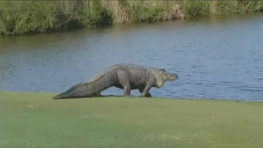 Un enorme caimán, el inesperado jugador en un campo de golf