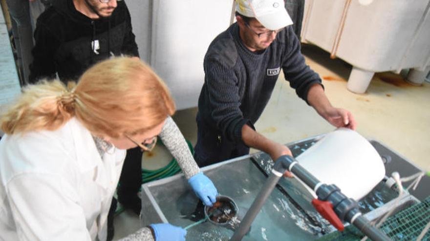 Una de las investigaciones realizadas en el Instituto Oceanográfico de Canarias.