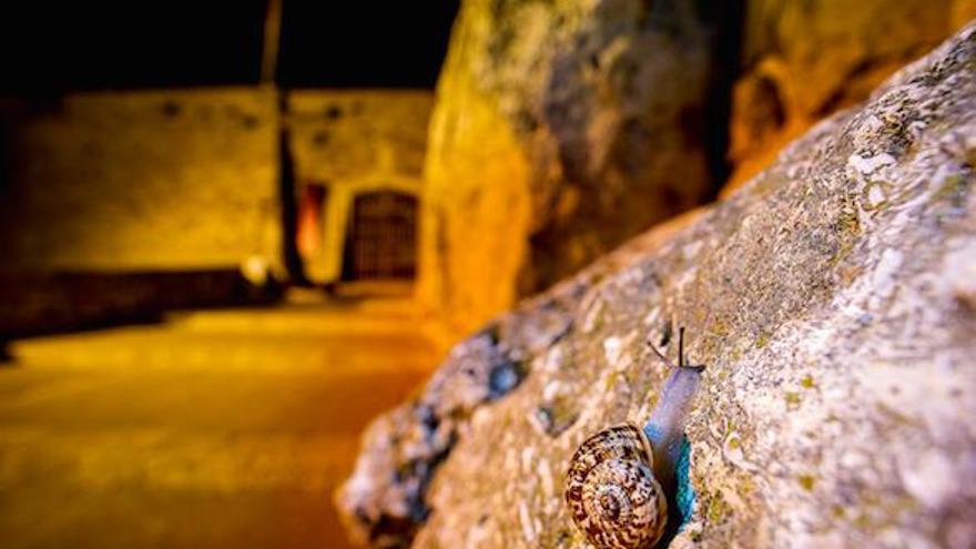 Mallorca-Schnecken bevölkern die historische Stadtmauer von Tarragona