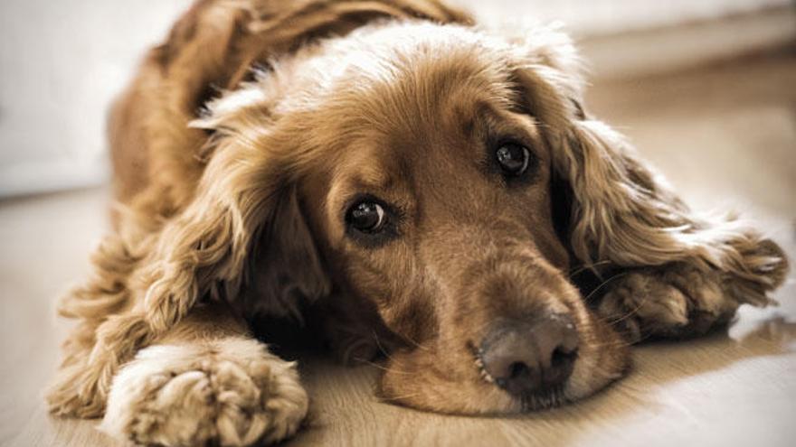 Consejos para saber si tu mascota está triste.