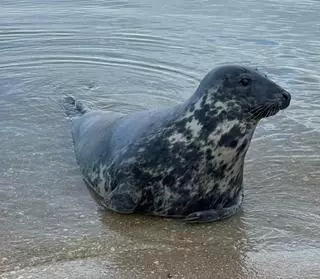 La foca Oza continúa su descanso en Costa da Morte