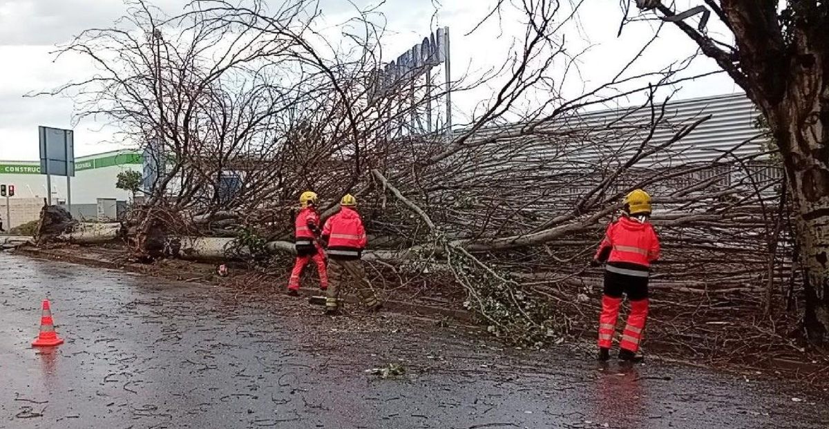 Un árbol arrancado por la tormenta en el barrio de Montigalà, en Badalona.