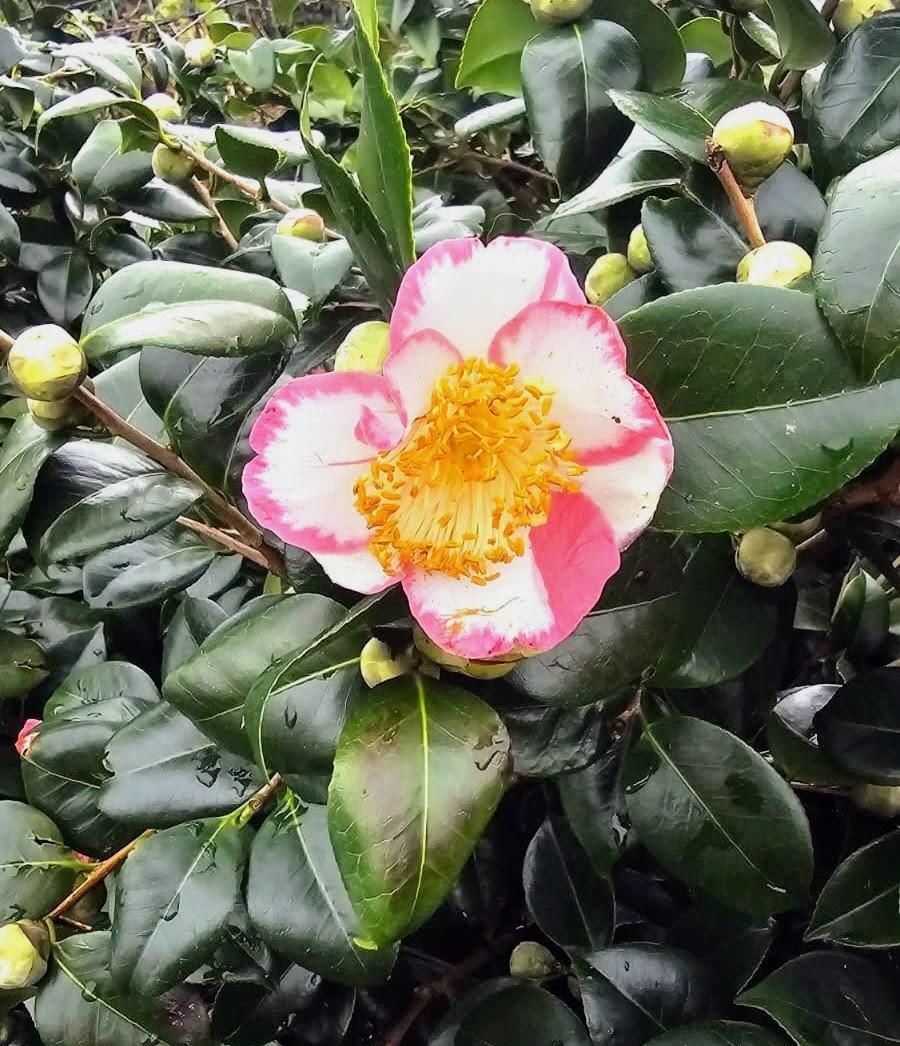 El jardin de camelias de María Jesús Guitérrez, en imágenes